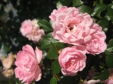 Rosen im September - 2011 by BRUNELIK.AT