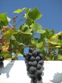 Weinrebe 'Blauer Muskateller' im September - 2011 by BRUNELIK.AT