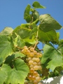 Weinrebe 'Gelber Muskateller' im September - 2013 by BRUNELIK.AT