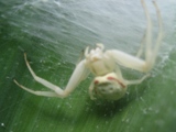Krabbenspinne - 2010 by BRUNELIK.AT