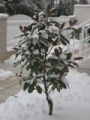 Magnolia grandiflora im Winter - 2010 by BRUNELIK.AT
