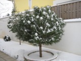 Pinie im Winter - 2010 by BRUNELIK.AT
