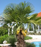 Blhende Hanfpalme in Deutsch Wagram - 2010 by BRUNELIK.AT