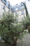 Olivenbaum und Zypresse in Paris - 2009 by BRUNELIK.AT
