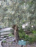 Olivenbaum im 'Jardin d'acclimatation' in Paris - 2009 by BRUNELIK.AT