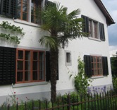 'Trachycarpus fortunei' in Zrich - 2010 by BRUNELIK.AT
