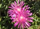 Mediterrane Pflanzen: 'Mittagsblume' - 2011 by BRUNELIK.AT