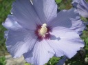 Gartenalbum: 'Roseneibisch' - 2010 by BRUNELIK.AT